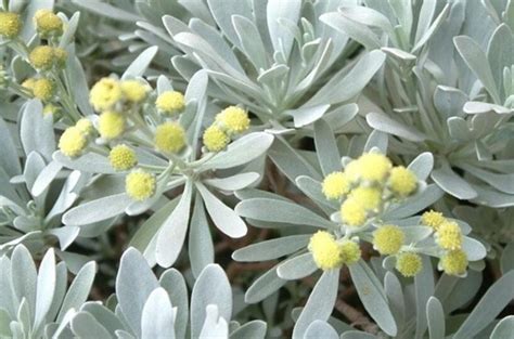 芙蓉菊属|芙蓉菊(菊科芙蓉菊属植物)